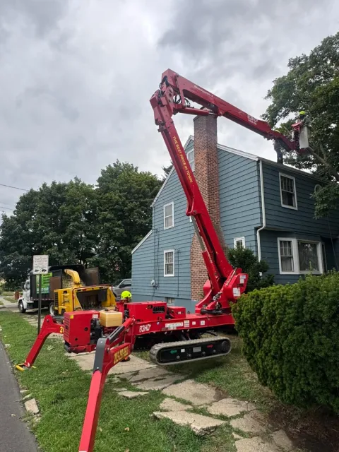 work photo from claudiotreeservice.com