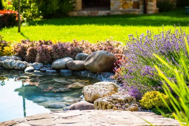 Garden pond with clear water surrounded by stones, purple flowers, and green plants in a landscaped backyard setting