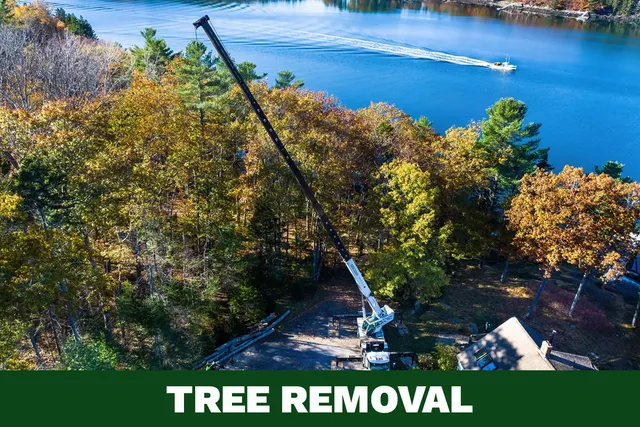Expert Tree Removal for Residential and Commercial Properties in Maine
