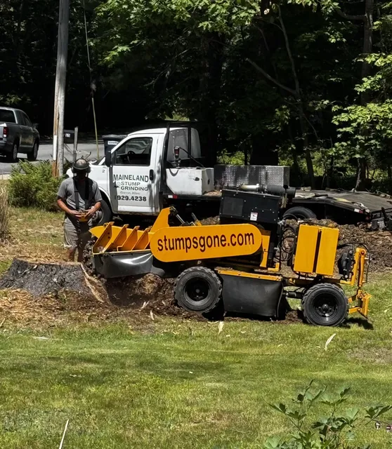 Today we're celebrating Cody on his 5th year anniversary with Maineland Stump Grinding! Cody has been a phenomenal masked master grinder operator, delivering outstanding customer service every day. He takes pride in providing clear, accurate estimates and is currently stepping deeper into grinder repair, expanding his skills and helping our team stay ahead. Thank you for your service, Cody, and cheers to many more years of success!
#mainelandstumpgrinding #stumps #stumpsgone #stumpgrinding #stump #stumpremoval #stumpgrindingmaine