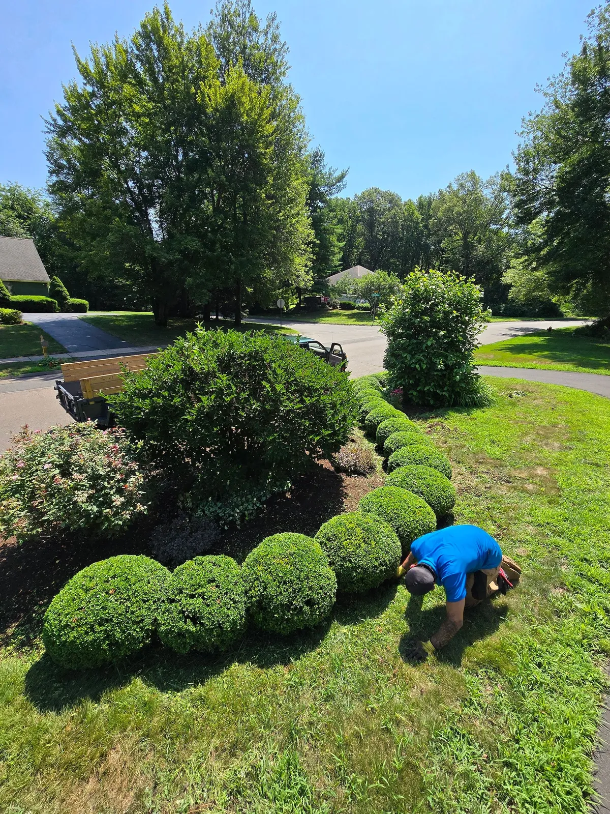 A person in blue shirt tending to a row of rounded green shrubs in a sunny yard.