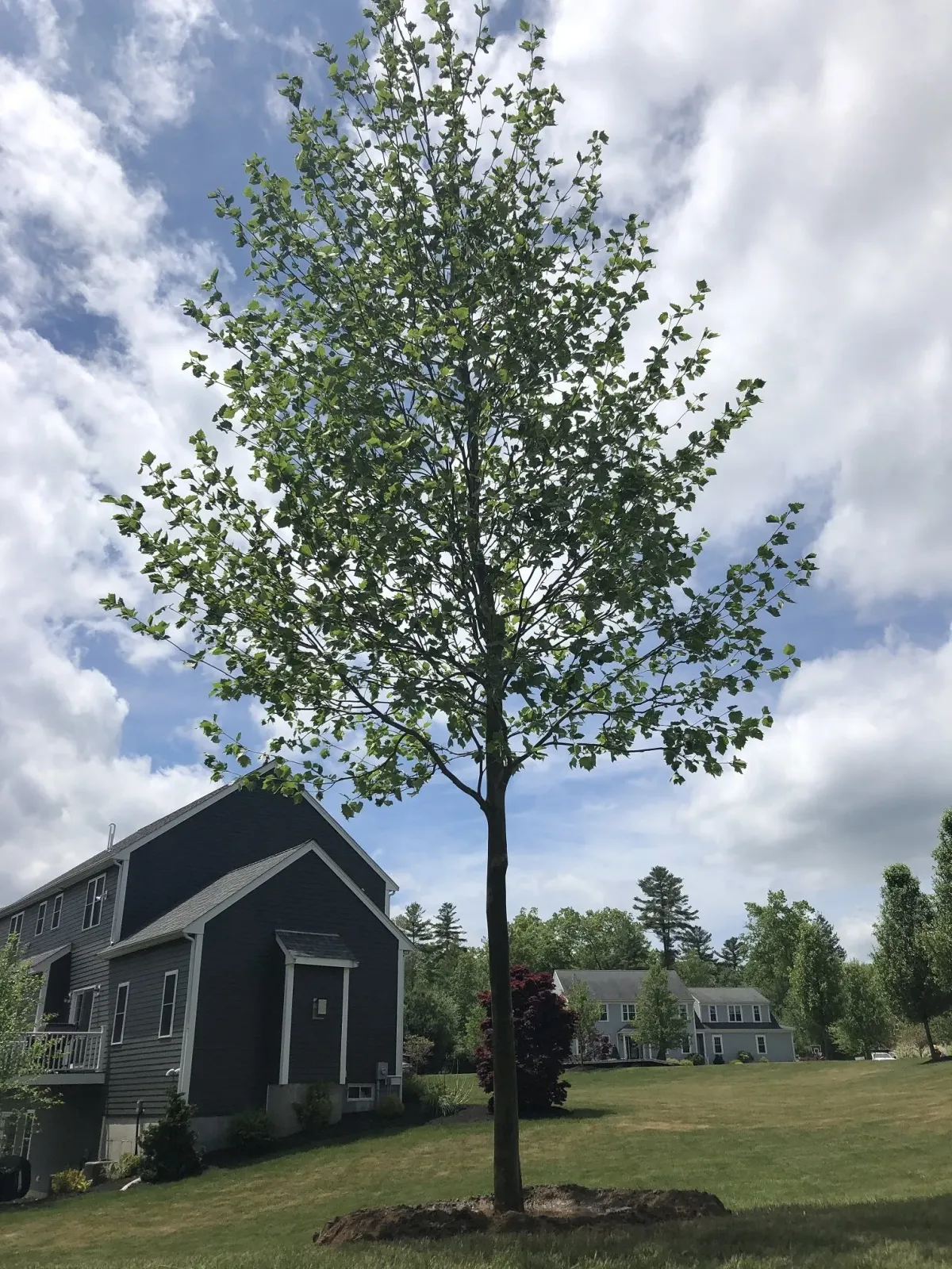 Landscape Service