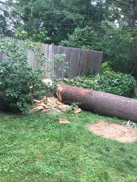 Mass Tree Service work photo