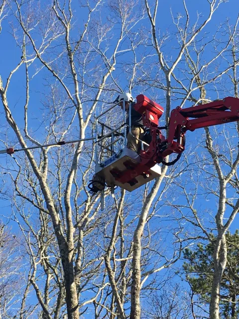 Cape Cod tree services, tree care Cape Cod, tree maintenance Cape Cod, tree removal and trimming Cape Cod, stump grinding Cape Cod, brush mowing Cape Cod, storm clean up Cape Cod, professional tree services Cape Cod, expert tree care Cape Cod, afford