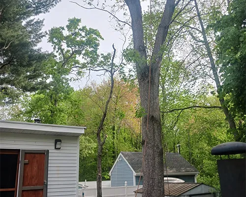 work photo from moraleslandscapingtreeservice.us