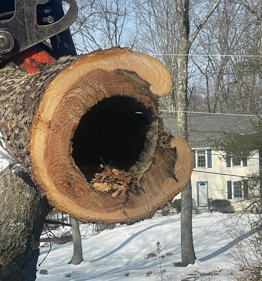 work photo from bedfordtrees.com