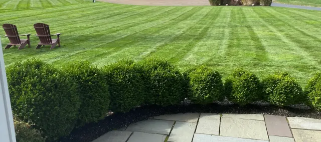 Well-maintained backyard with neatly mowed green grass, a row of small, round green bushes along the edge of a patio with light-colored stone tiles, and two wooden Adirondack chairs on the lawn.