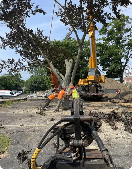 work photo from branchmanagertreeservicellc.com