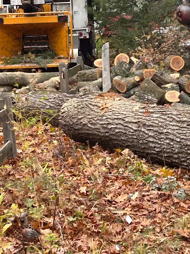 Dan the Tree Man work photo