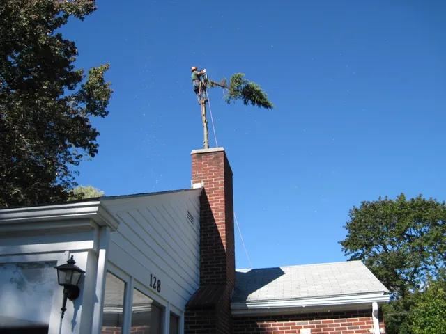 work photo from mccarthytree.com