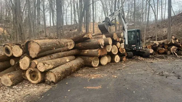 work photo from mjtreeservicesllc.com