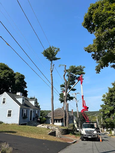 Lopez Landscaping & Tree Service LLC work photo
