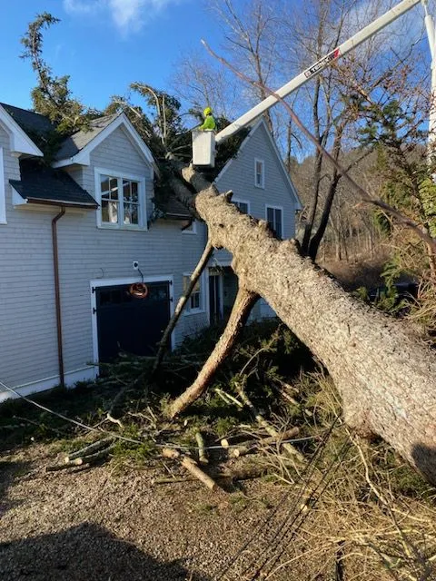 Monteros Tree Service & Landscaping