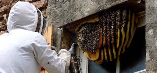 Wasp and hornet nest removal by licensed exterminator