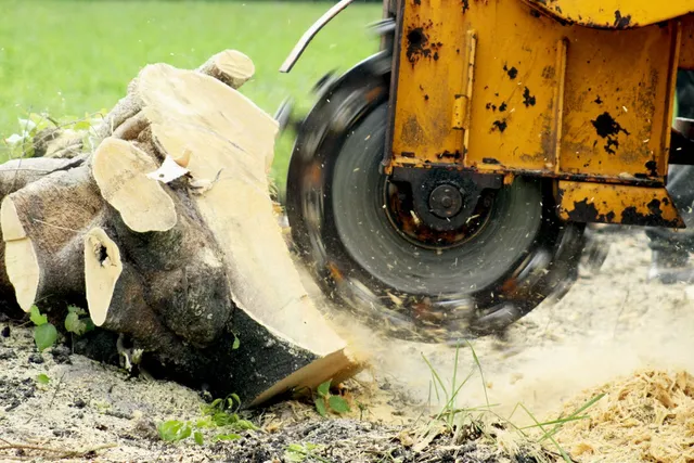 Grounded Stump Removal work photo