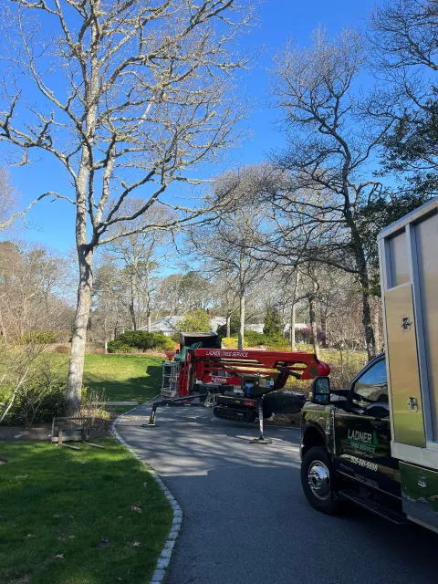 Ladner Tree Service work photo