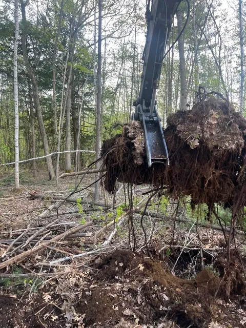 The Tree Guy llc work photo