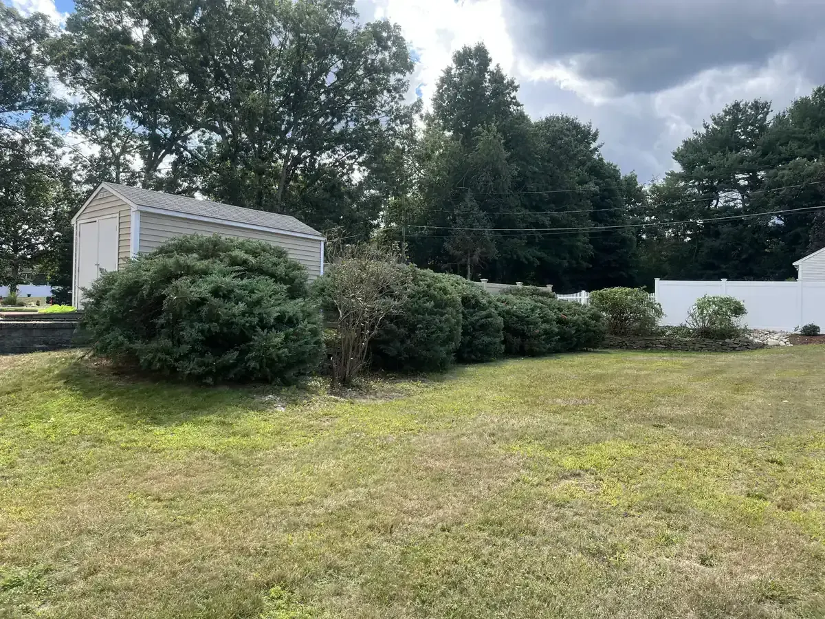Residential shrub pruning - After
