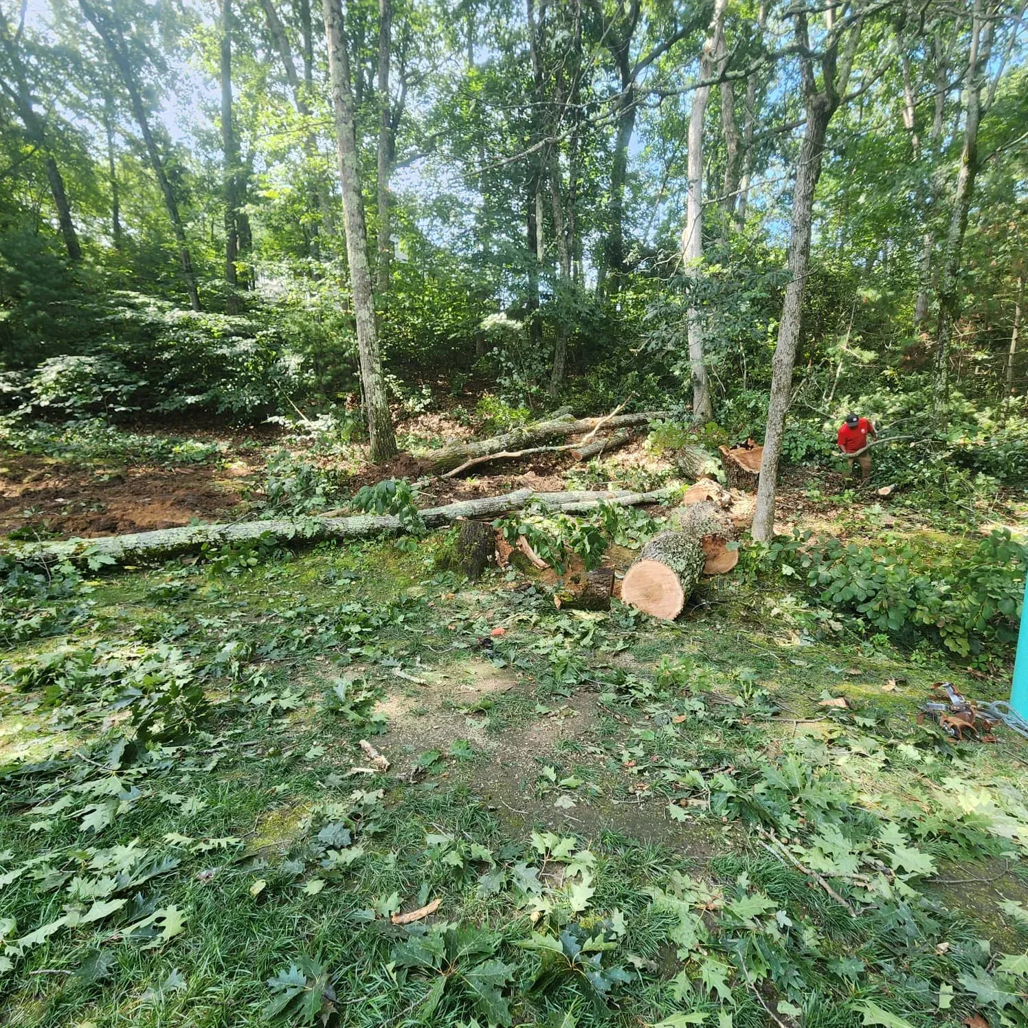 work photo from diamondlandscapingtreeservices.com