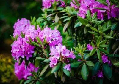 Close-up of blooming pink rhododendron flowers in landscaped garden