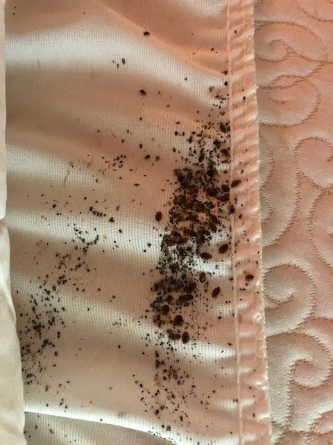 Patriot Pest Management