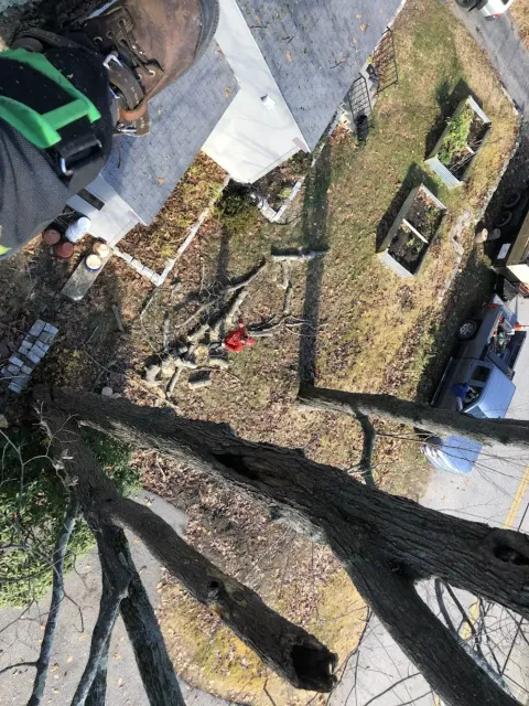 work photo from detreeservices.com