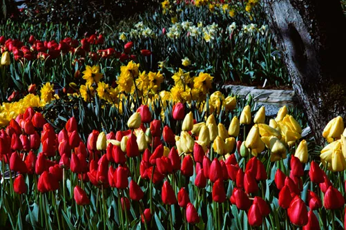 work photo from serviziolandscaping.com