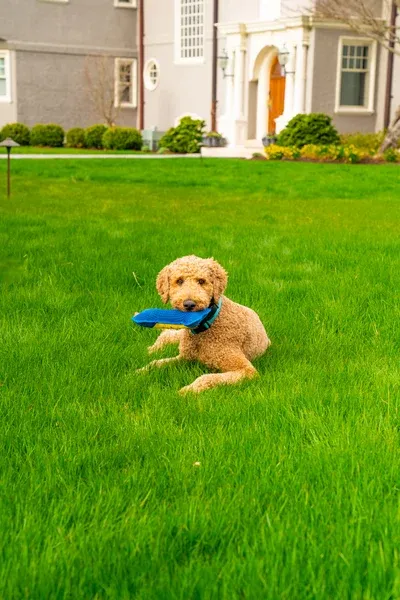 Pest Control - dog in yard with no ticks or mosquitoes