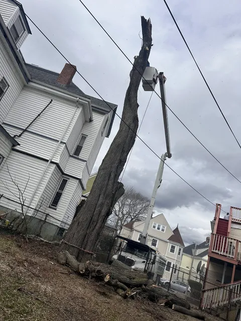 work photo from faithtreeservices.com