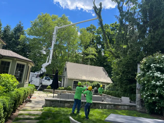Malverde Tree Services work photo