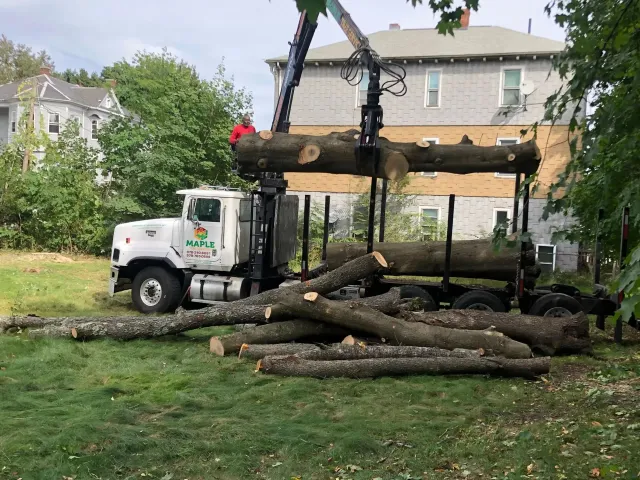 Maple Tree Services work photo