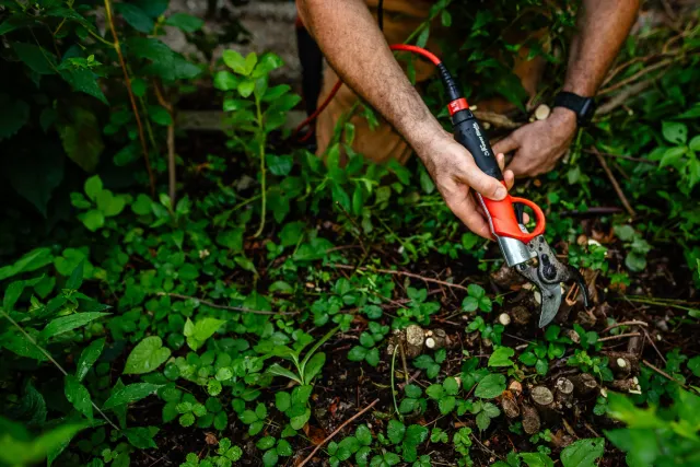 Heirloom Tree  Shrub Care-39.jpg