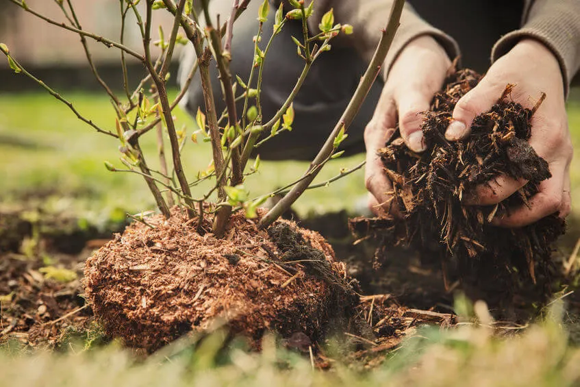 Affordable Mulching Services In Brockton, MA