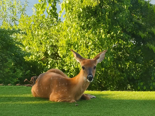 Deer resting peacefully on lush artificial grass near a riverbank surrounded by green foliage