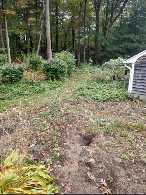 A backyard garden with a dirt path, bushes, and trees in the background.