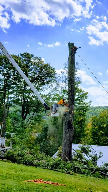 work photo from littlesteviestreeworkllc.com