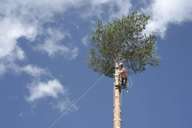 work photo from easterntreeexperts.com