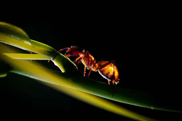 Close-up of an ant, a common household pest