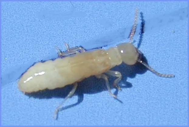 Security Pest Control