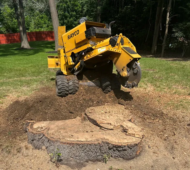 Level Ground Stump Grinding work photo