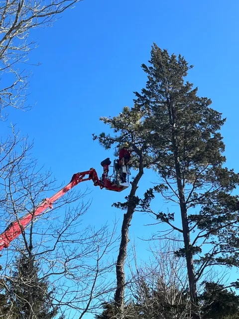 A person wearing a red jacket and safety helmet is on an elevated lift working on a tall tree with a mix of leafless and green foliage, under a clear blue sky.