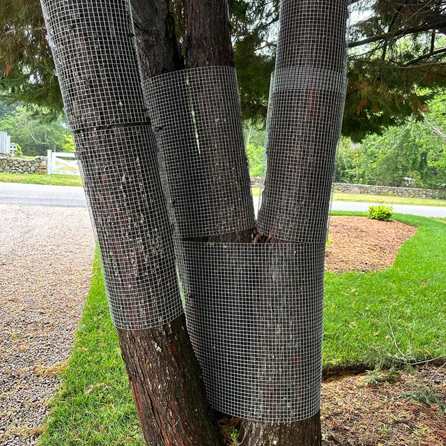 trusted-arborist-ri