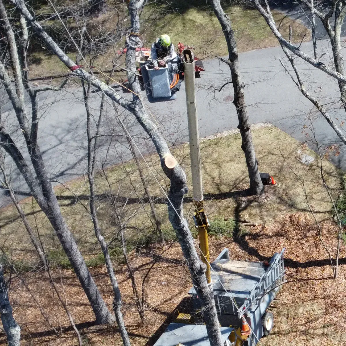 work photo from dovercountrytrees.com