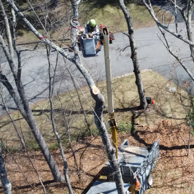 work photo from dovercountrytrees.com