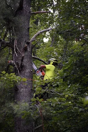 Tree Trimming & Pruning