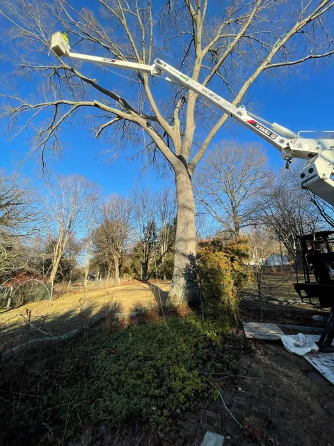 Tree trimming with a bucket truck on a leafless tree in a sunny yard