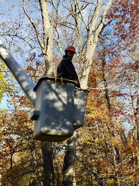 R&T Tree Removal LLC work photo