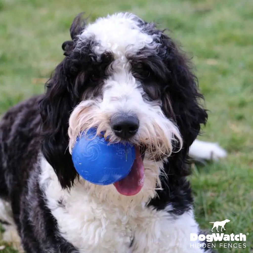 work photo from dogwatchsystems.com