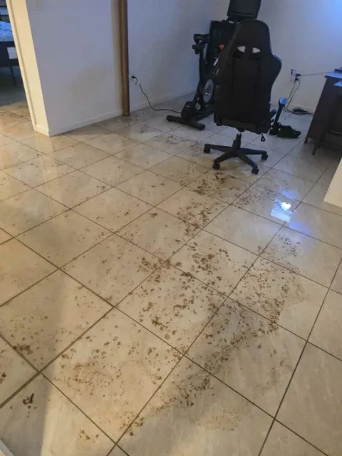 A basement sewage backup, as we found it