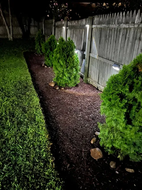 Evening view of a fresh dark mulch bed with arborvitae and landscape lighting